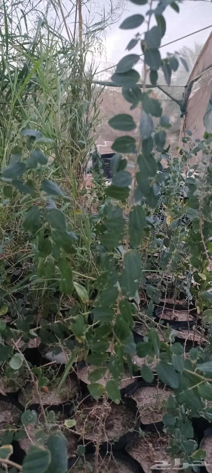 شتلات نباتات واشجار بالكويت 26