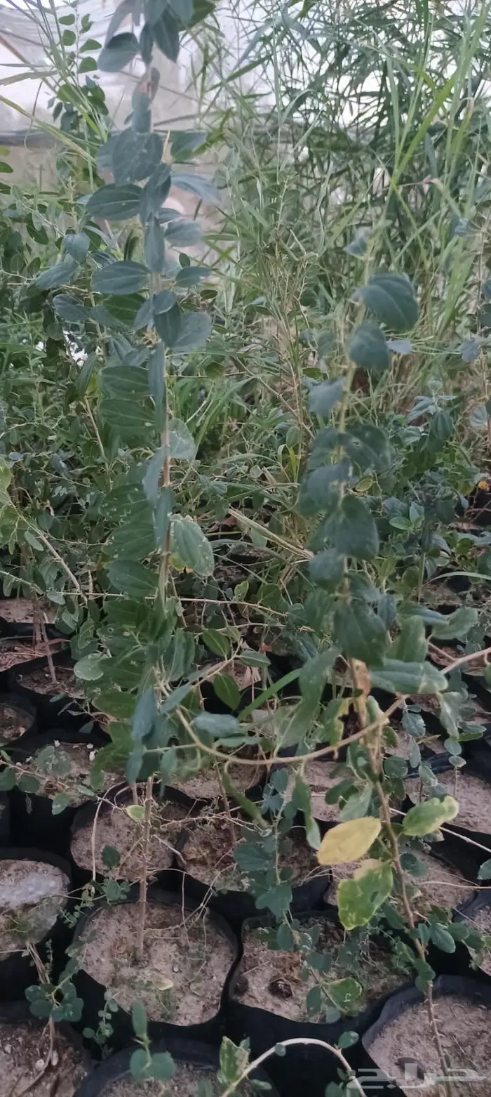 شتلات نباتات واشجار بالكويت 27