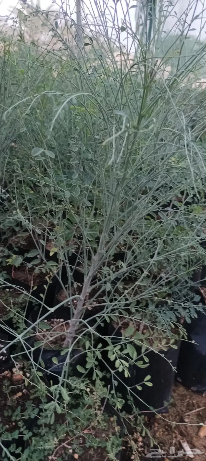 شتلات نباتات واشجار بالكويت 28