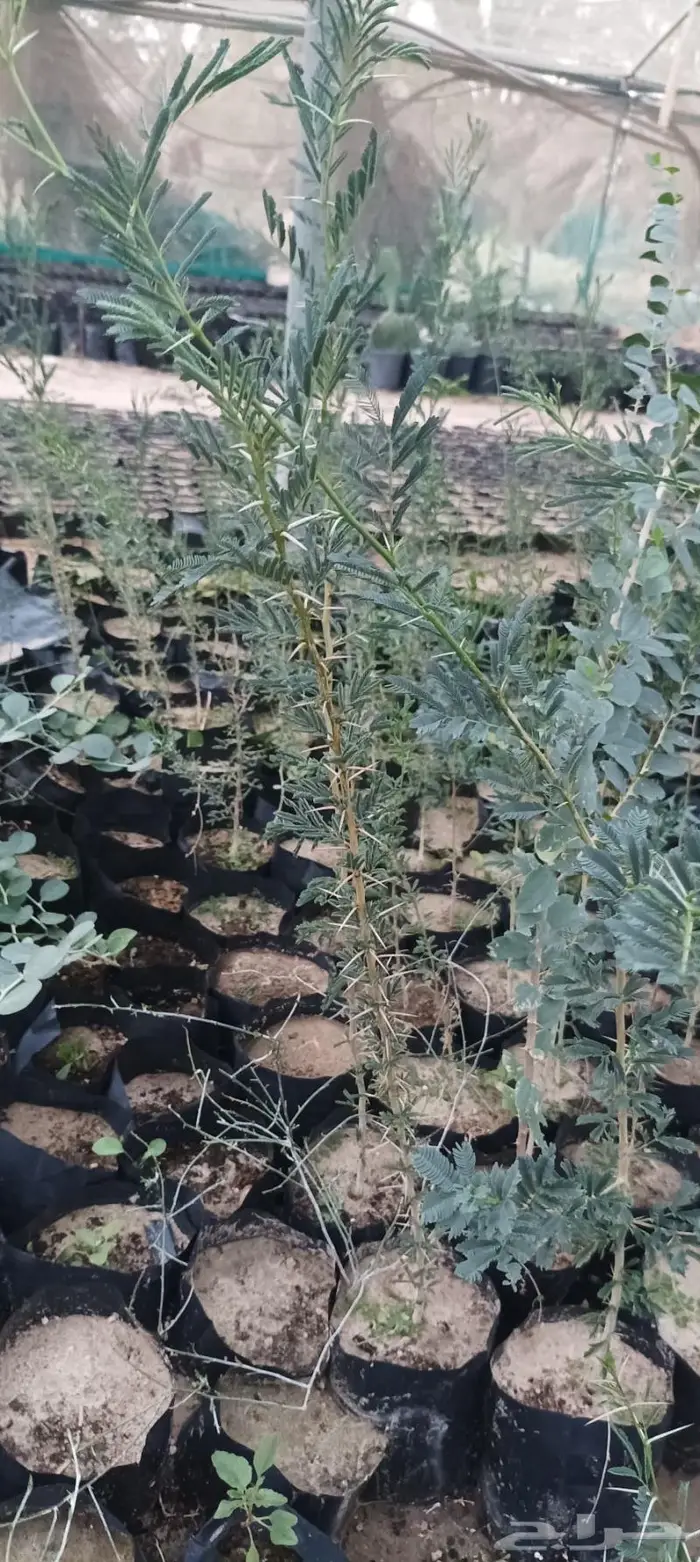 شتلات نباتات واشجار بالكويت 12