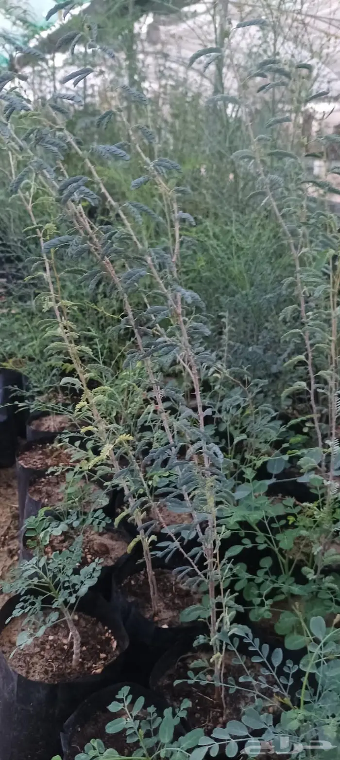 شتلات نباتات واشجار بالكويت 14