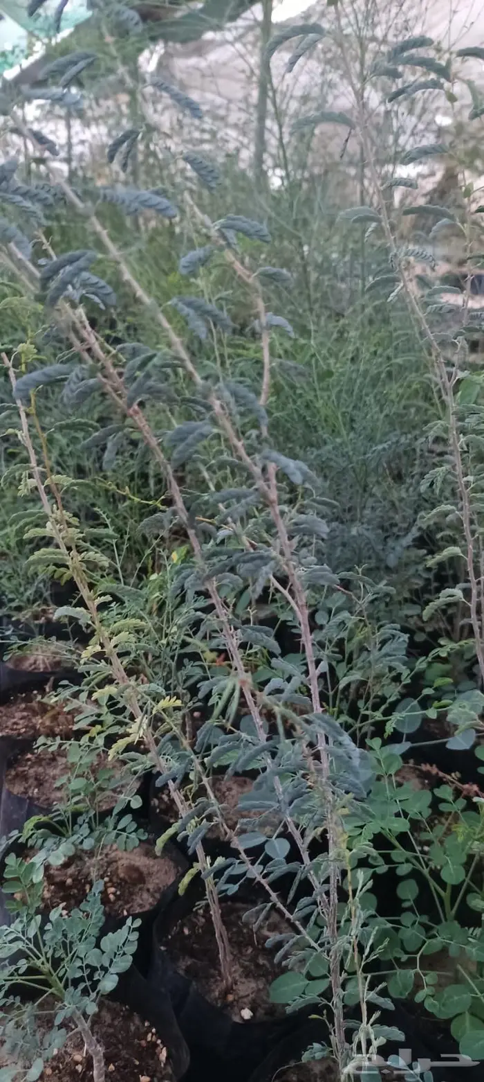 شتلات نباتات واشجار بالكويت 16