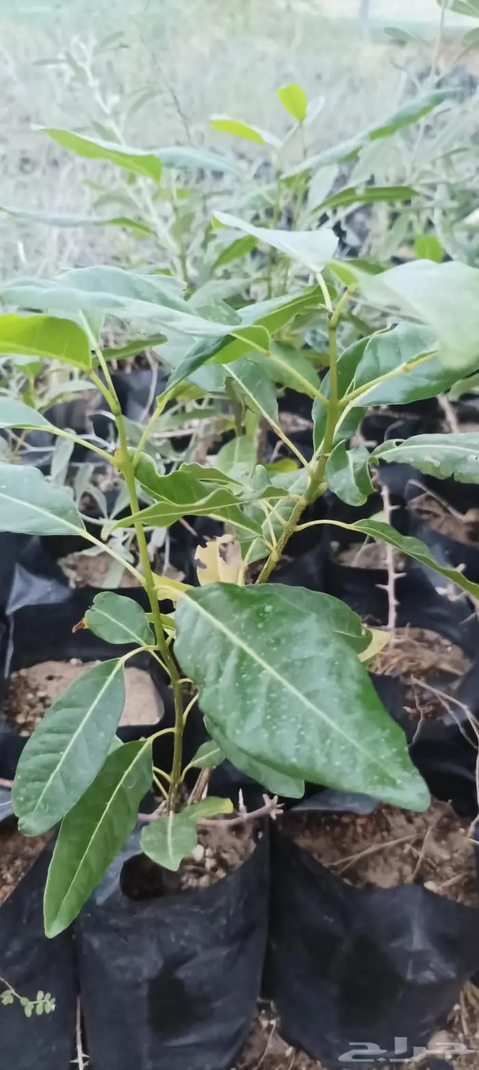 شتلات نباتات واشجار بالكويت 17