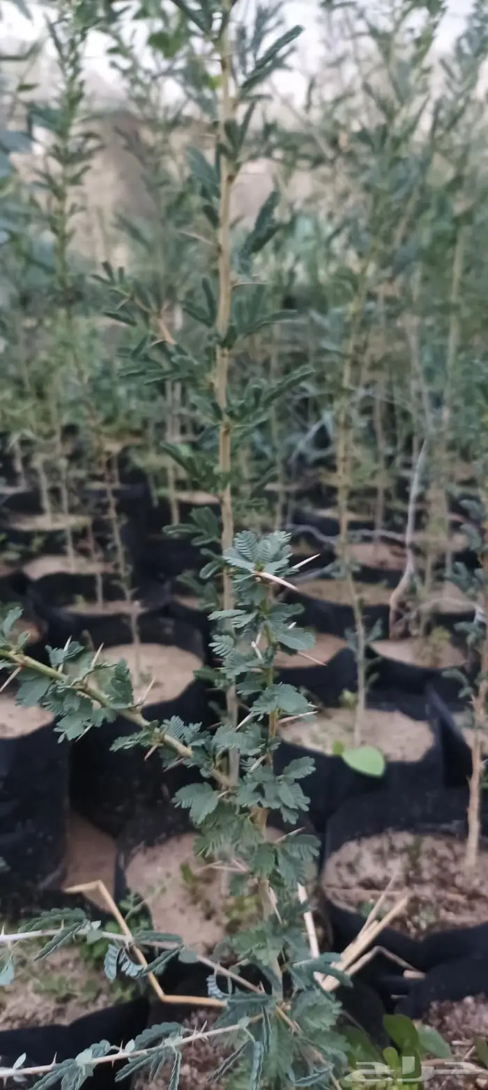 شتلات نباتات واشجار بالكويت 18