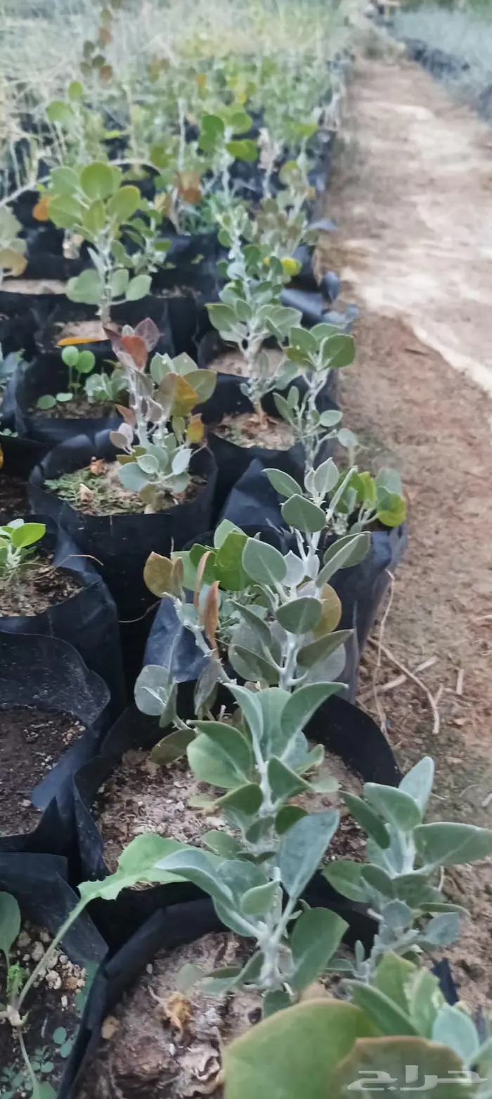 شتلات نباتات واشجار بالكويت 19