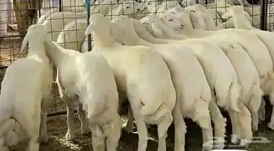 طبخ سليق طائفي - حنيذ بالمرخ ونوفر لك الذبايح والتوصيل 3