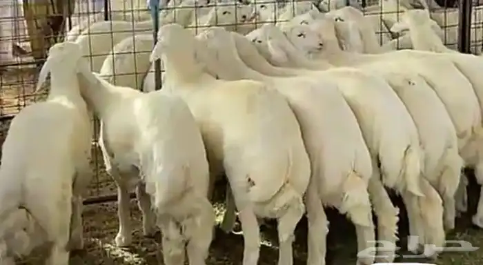 طبخ سليق طائفي - حنيذ بالمرخ ونوفر لك الذبايح والتوصيل 3