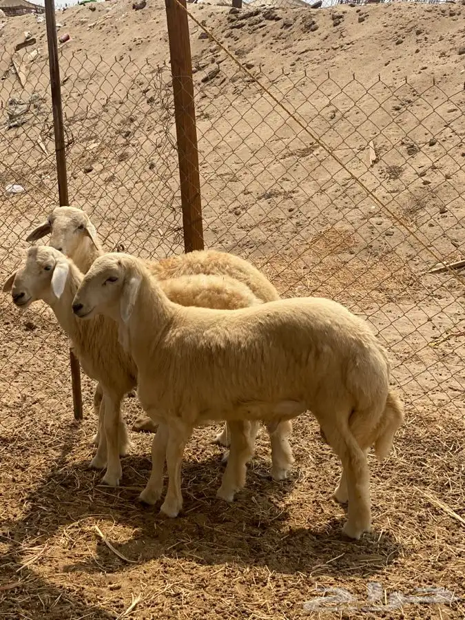 ذبايح حري ذبح توصيل لباب المنزل(نضمن الجودة والنظافة) 4