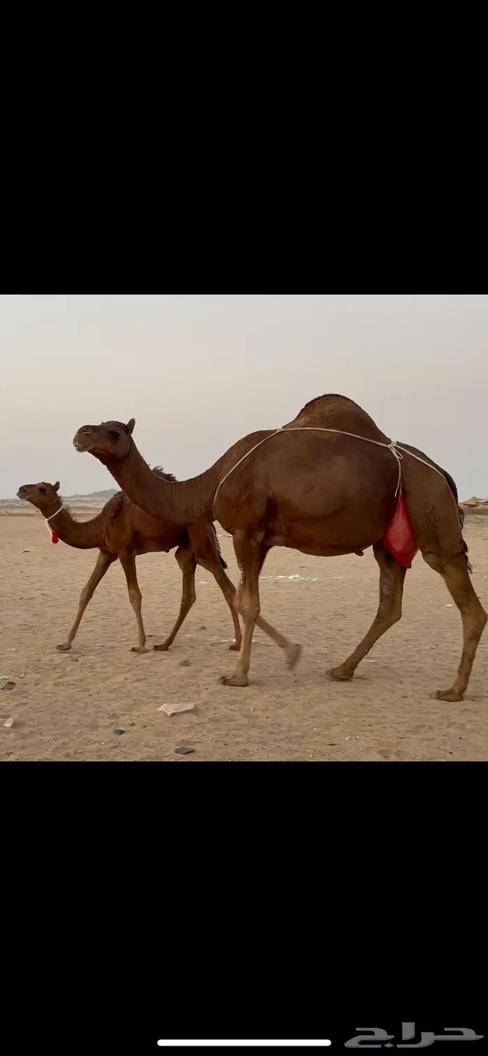 ناقه خلفه حمراء منوة القناي 0