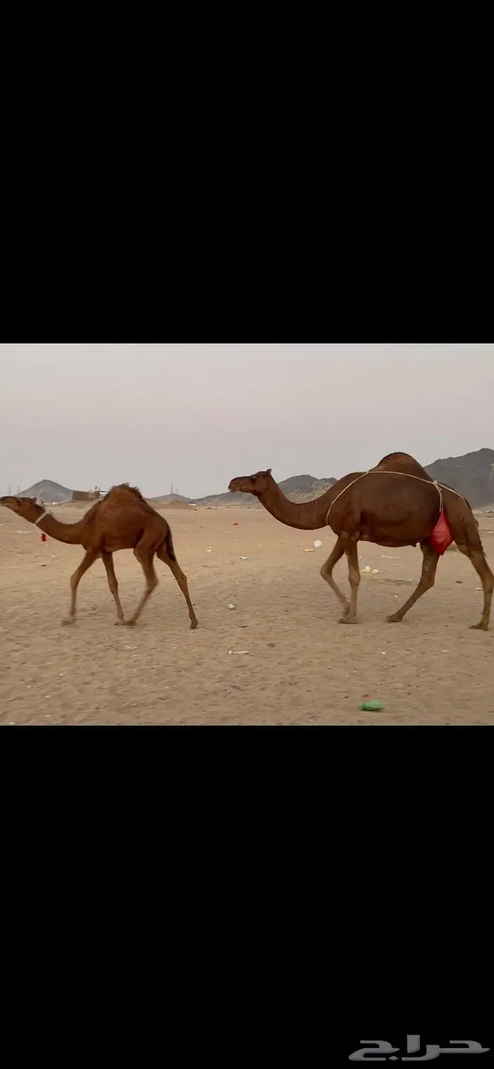 ناقه خلفه حمراء منوة القناي 2