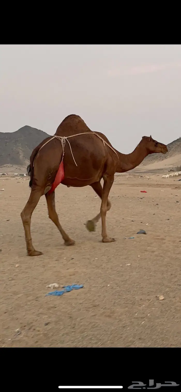 ناقه خلفه حمراء منوة القناي 4