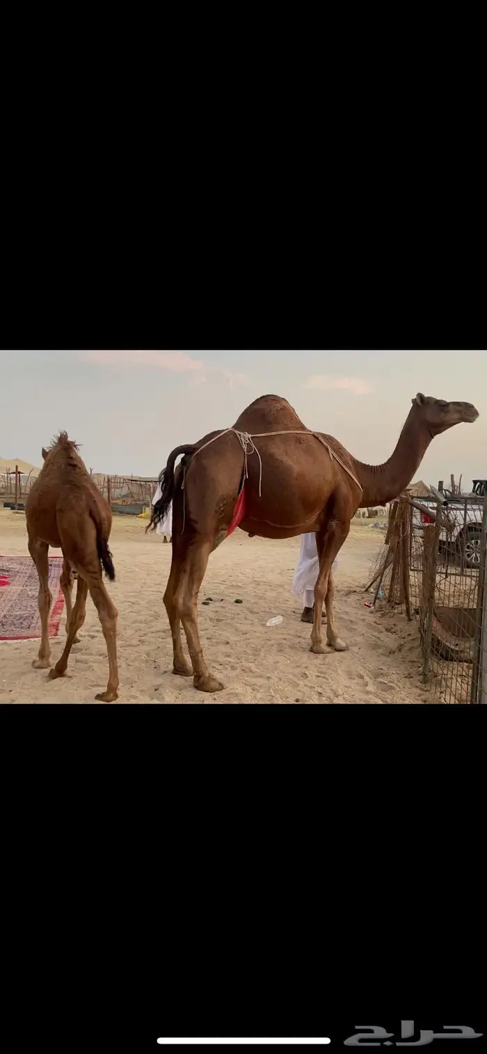 ناقه خلفه حمراء منوة القناي 5