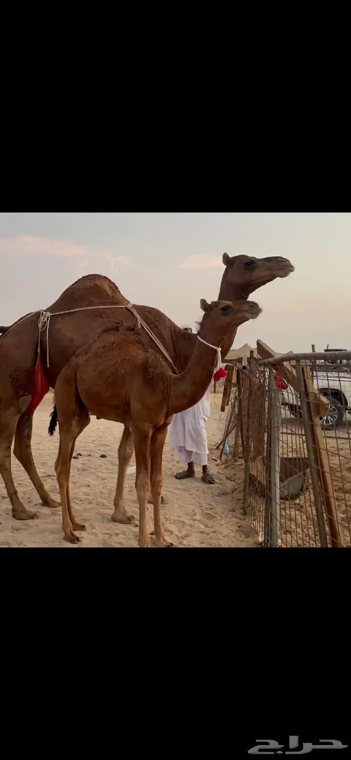 ناقه خلفه حمراء منوة القناي 8