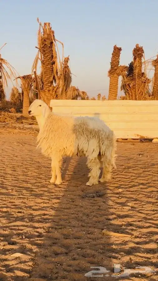 عروض 1مشاريك حري عيسي 3