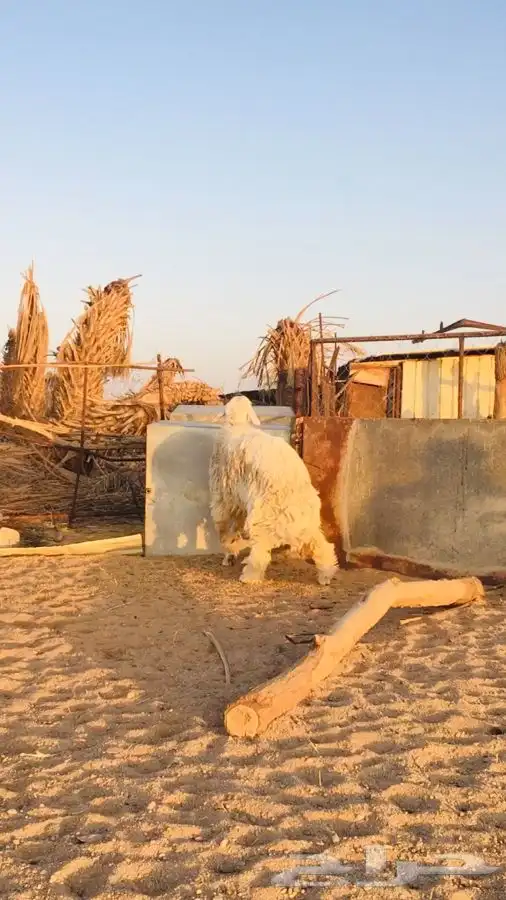 عروض 1مشاريك حري عيسي 2