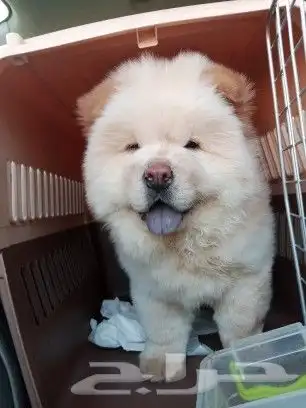 مندوب توصيل 0