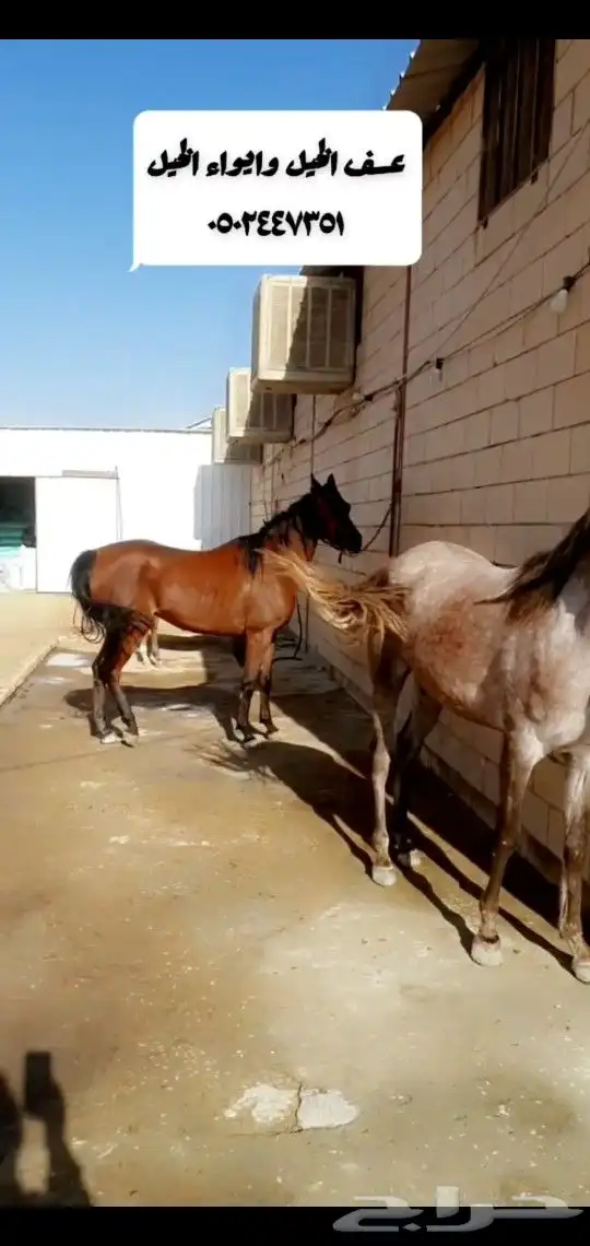 إيواء الخيل وعسف الخيل 11
