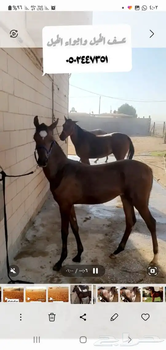 إيواء الخيل وعسف الخيل 9