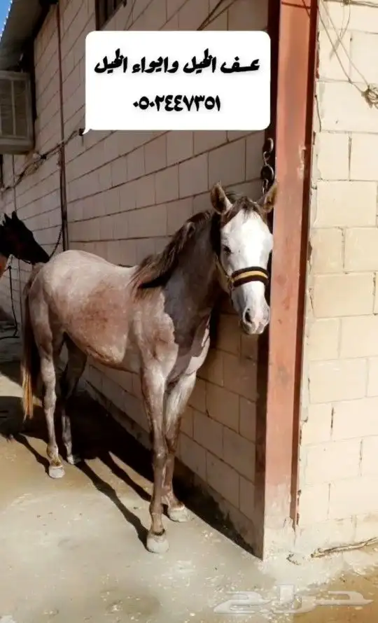 إيواء الخيل وعسف الخيل 12