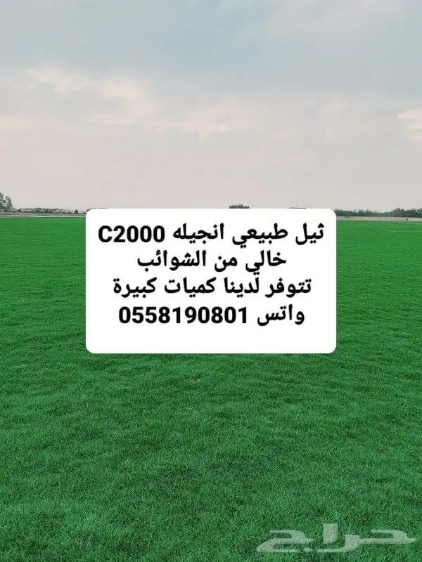 انجيلة طبيعي ونقي c2000 0