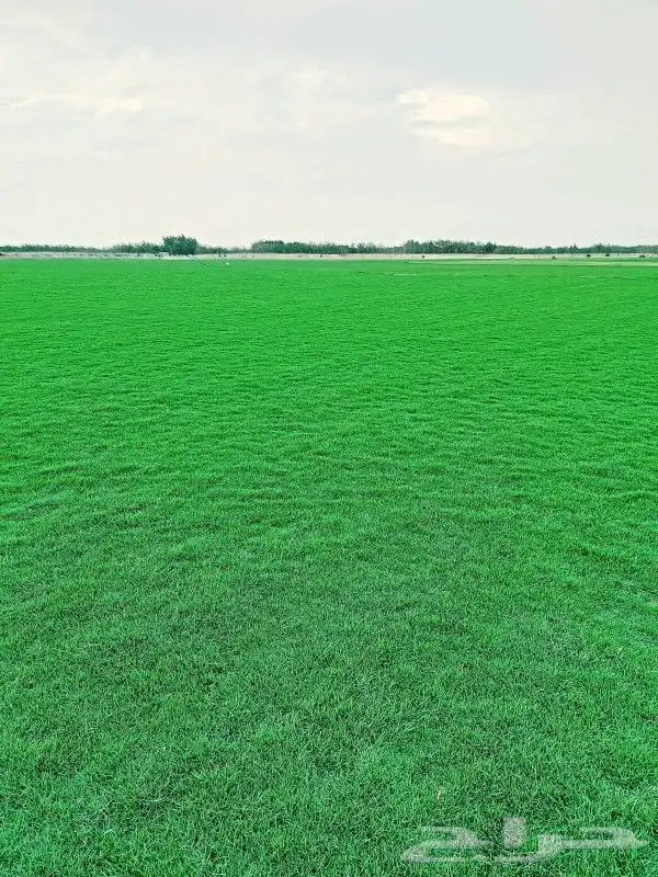 انجيلة طبيعي ونقي c2000 5
