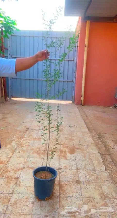 شتلات الغاف الاماراتي ( الغاف الخليجي ) 3