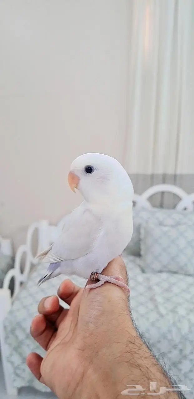ذكر روز باليد اينو فخم وهدد 0