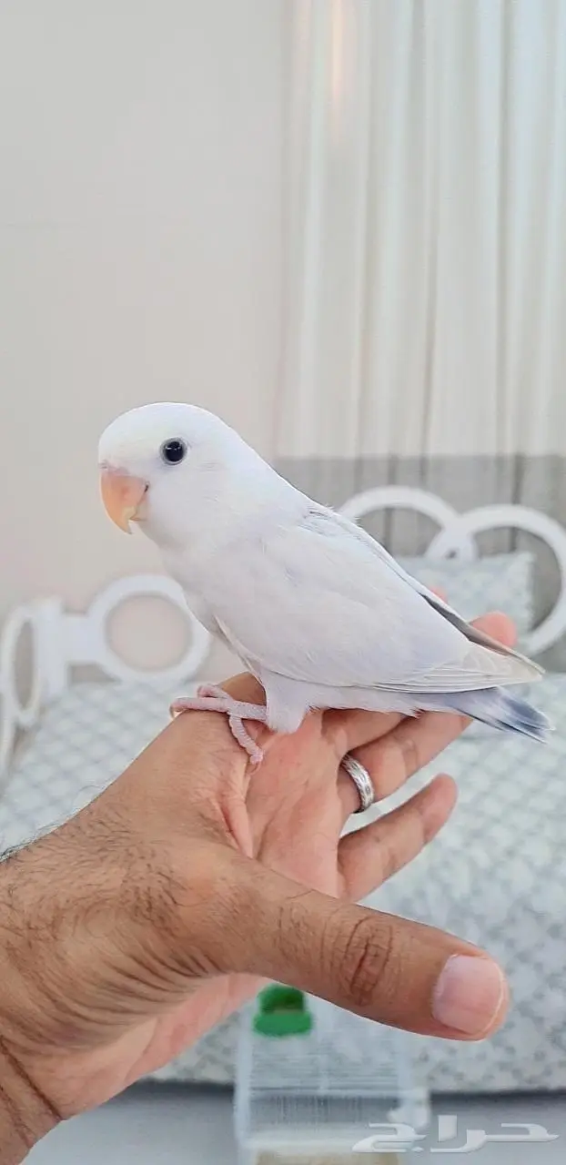 ذكر روز باليد اينو فخم وهدد 1