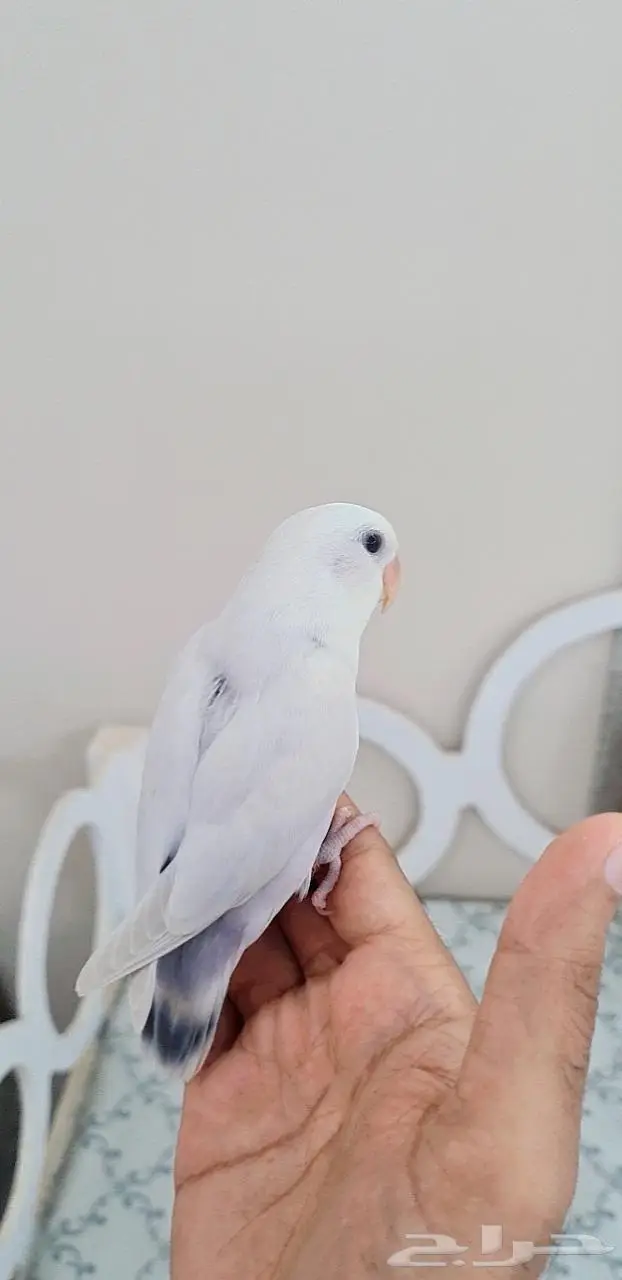 ذكر روز باليد اينو فخم وهدد 2
