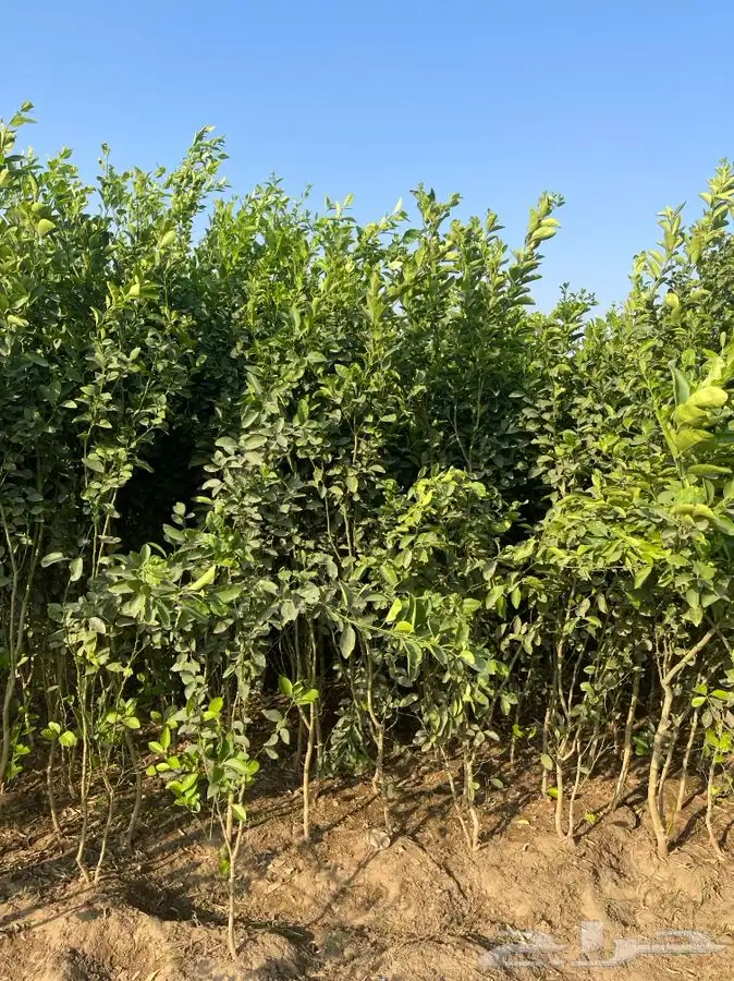 ليمون بن زهير من مشاتل التكامل الخضراء 0533351329 7