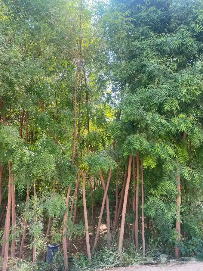 ليمون بن زهير من مشاتل التكامل الخضراء 0533351329 8