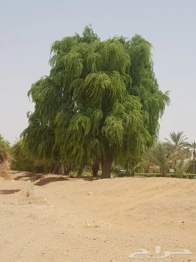 شتلات الغاف الاماراتي ( الغاف الخليجي ) 0