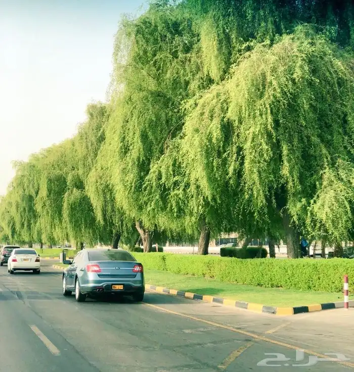 شتلات الغاف الاماراتي ( الغاف الخليجي ) 2