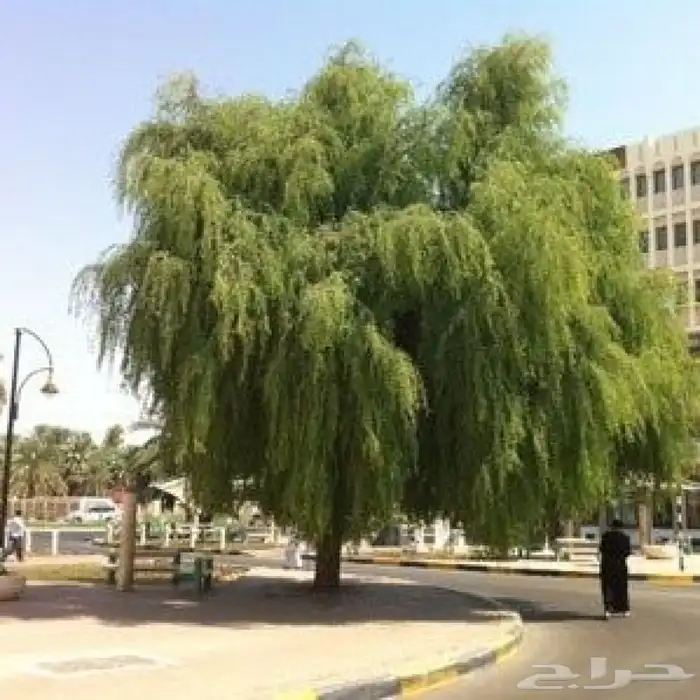 شتلات الغاف الاماراتي ( الغاف الخليجي ) 1