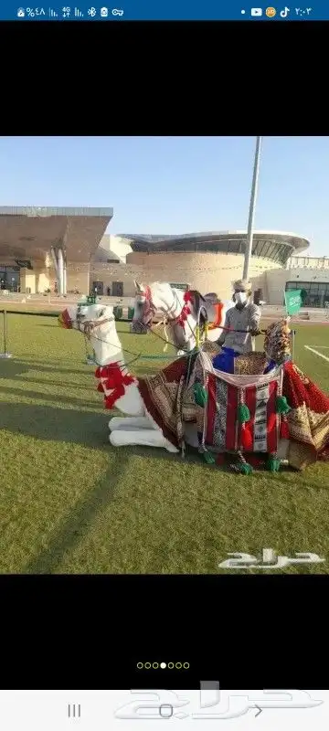 ايجار جمال 4