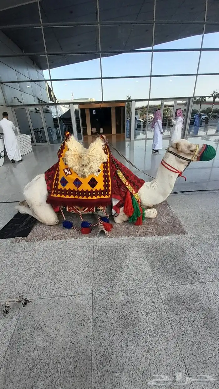 ايجار جمال 5