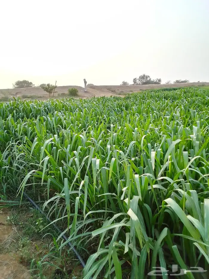 شتلات بونيكام 1