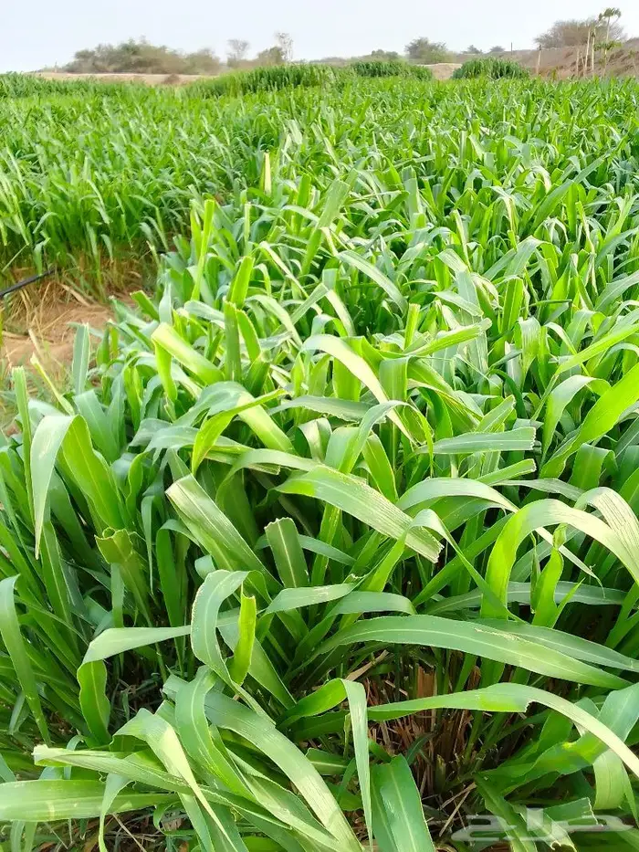 شتلات بونيكام 2