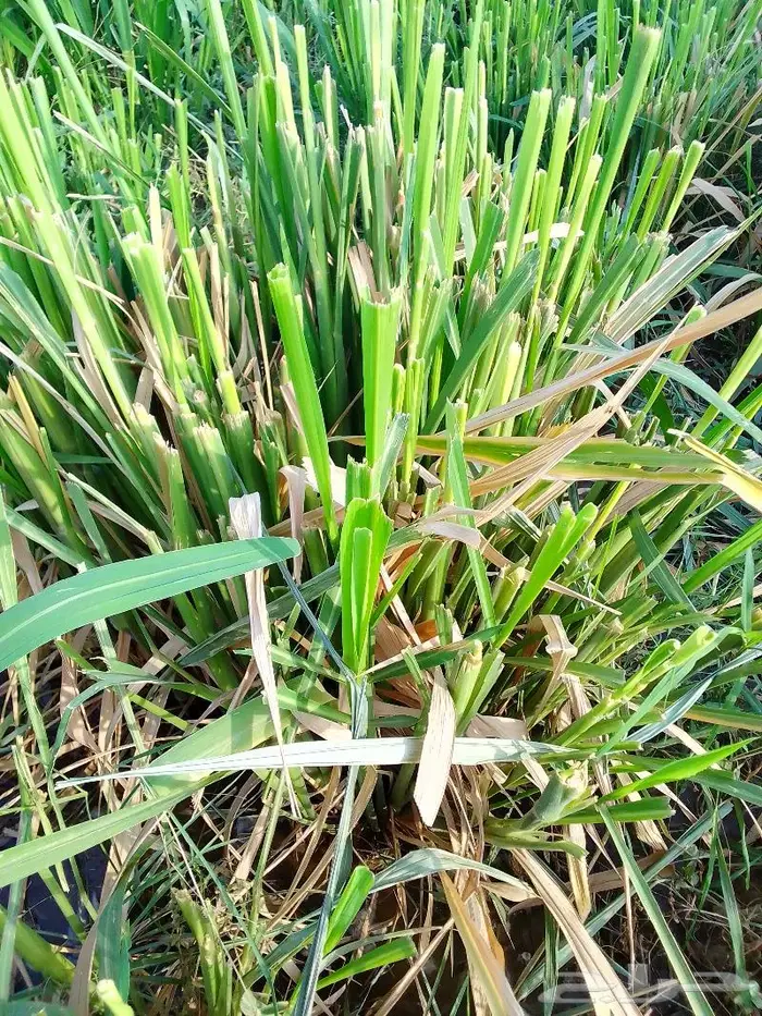 شتلات بونيكام 3