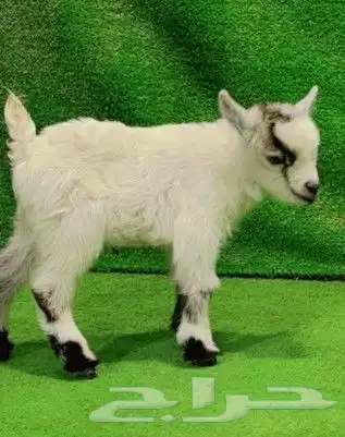 ماعز قزمي العمر اسبوع وكم يوم 0