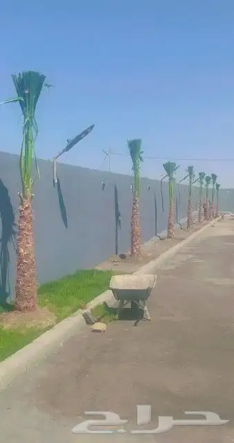نخل للبيع واشنطن مع التوصيل للموقع 3