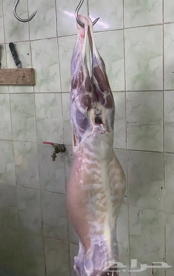 ذبايح حري ذبح توصيل لباب بيتك(نضمن الجودة) 6