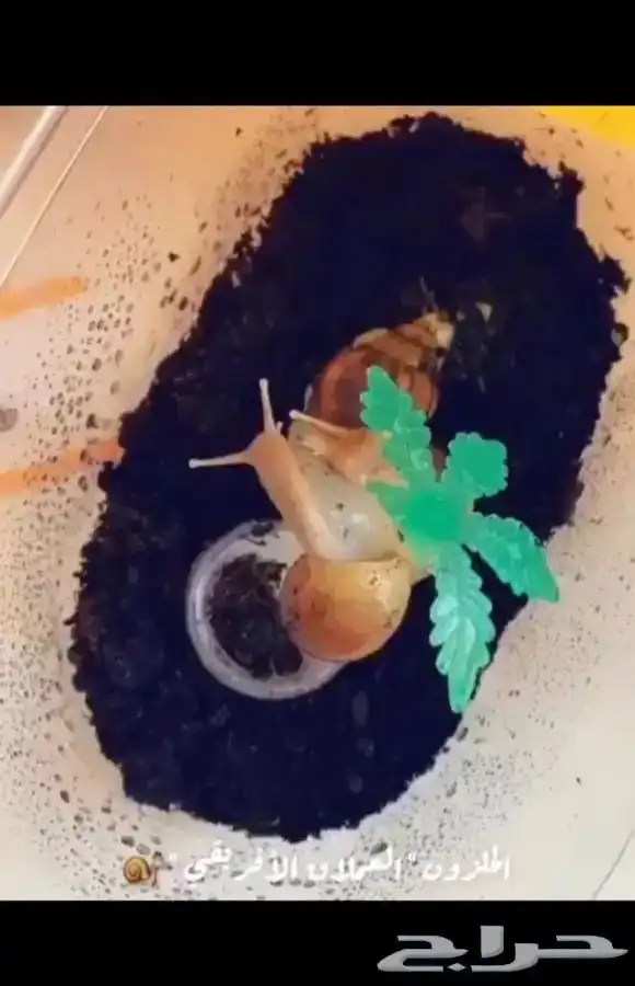 حلزون متوفر تمارا 2