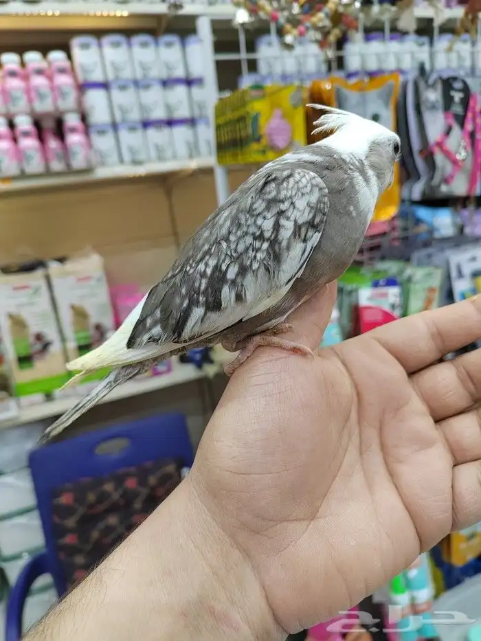 فروخ كروان هولنديه نهايه غر بأسعار ممتازه 8