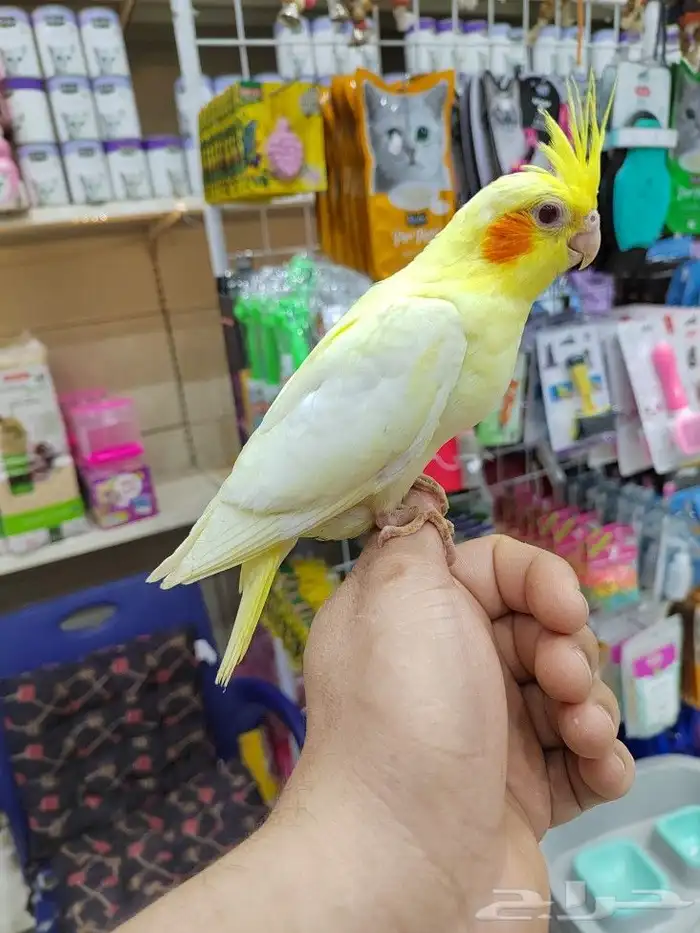 فروخ كروان هولنديه نهايه غر بأسعار ممتازه 4