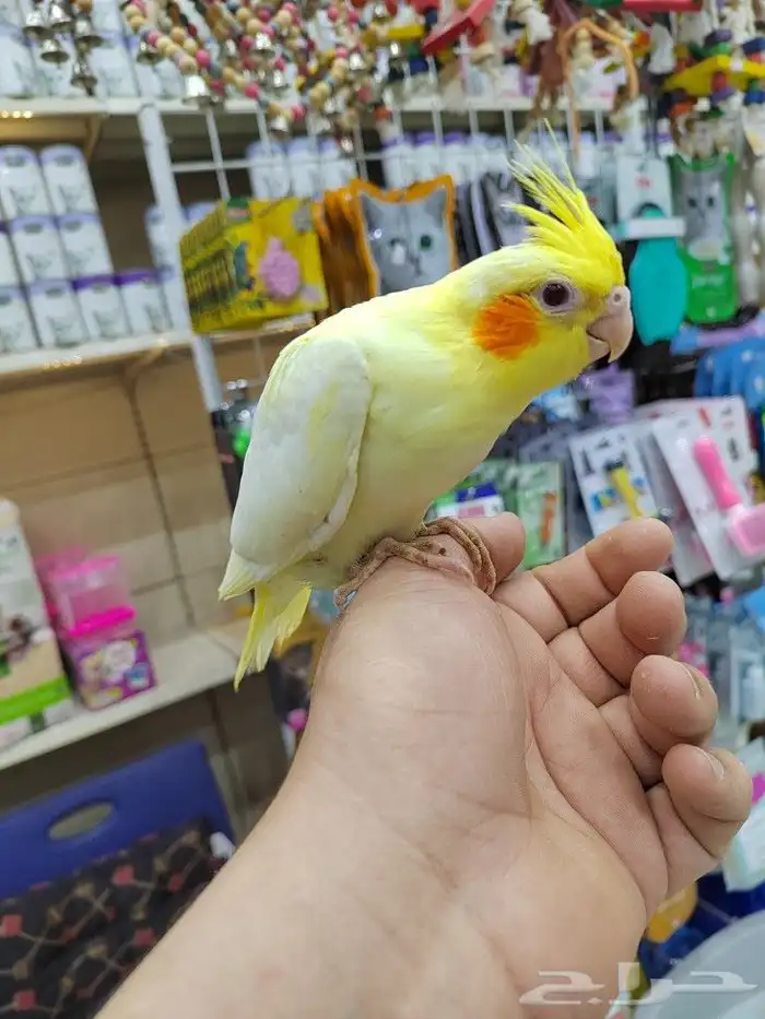 فروخ كروان هولنديه نهايه غر بأسعار ممتازه 2