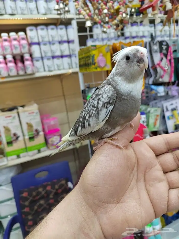 فروخ كروان هولنديه نهايه غر بأسعار ممتازه 7