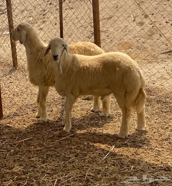 ذبايح حري ذبح توصيل لباب بيتك(نضمن الجودة) 0