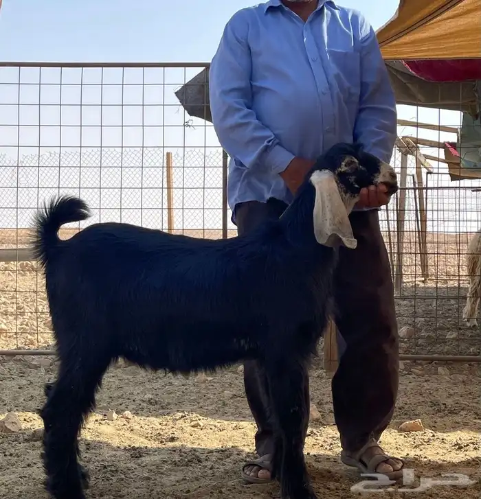 ذبائح طيبه 0