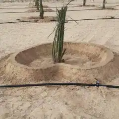 مقاول نخيل وشبوك المزارع بانواعها 6